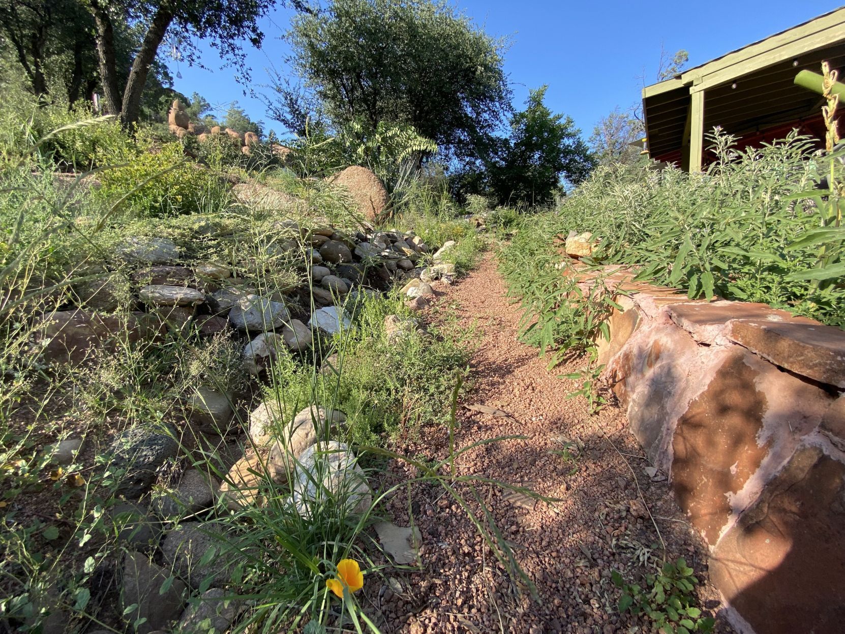 Four time weeded flower beds monsoon 2021